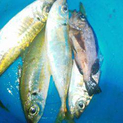 今日もアジさん！